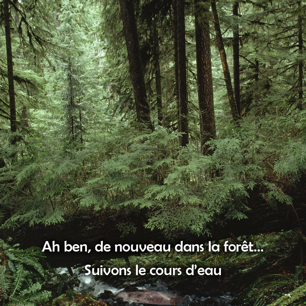 Forêt déroµtante
