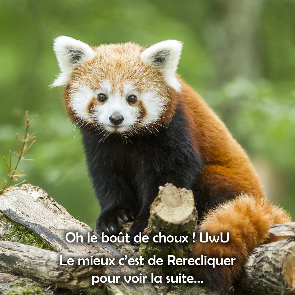 Panda roux paisible